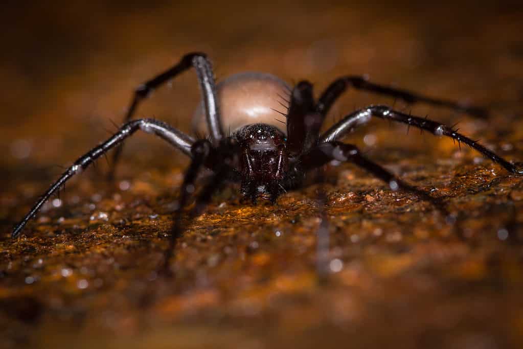 European cave spider (Meta menardi)