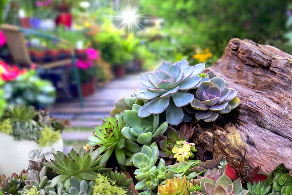 Miniature rosette succulent plants in a garden