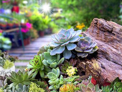 A 7 Popular Outdoor Succulents