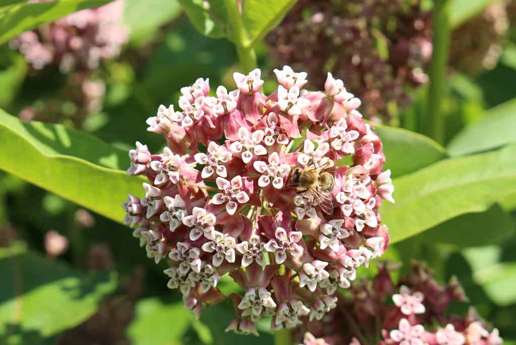 Common milkweed flowers with bee