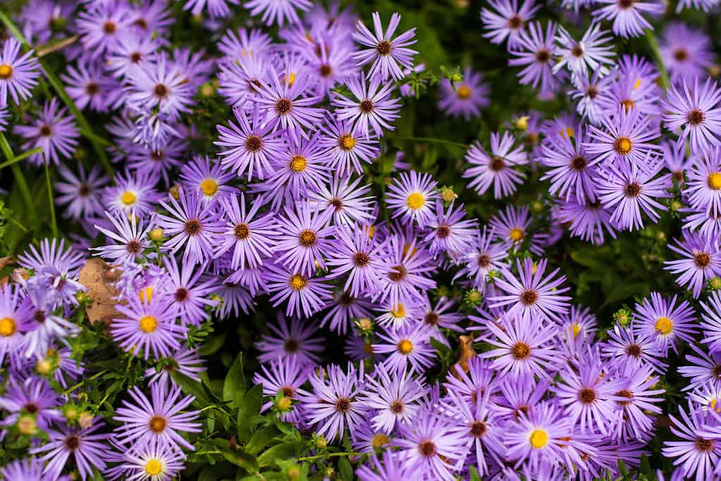 Fall Aster (Symphyotrichum oblongifolium) a native Texas flower