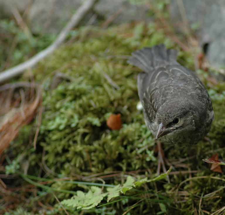 10 Most Common Types of Thrush Birds - A-Z Animals