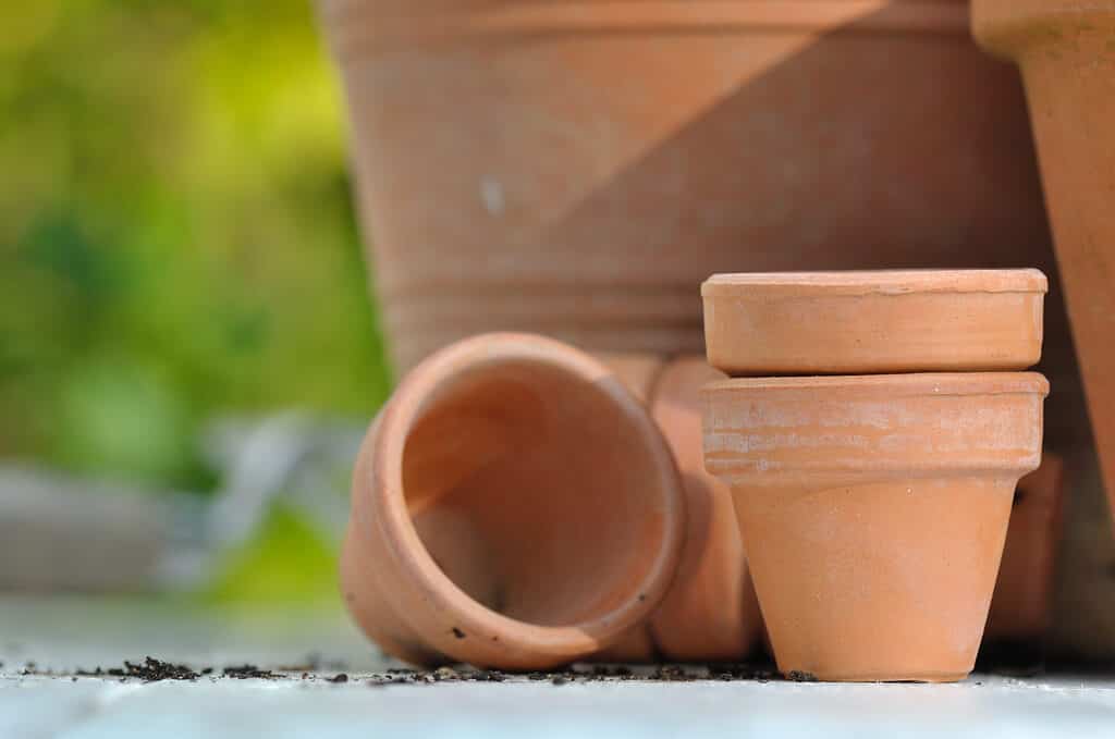 Terracotta pots are a great choice for string of pearls.