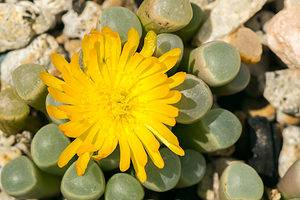 Types Of Flowering Succulents Picture