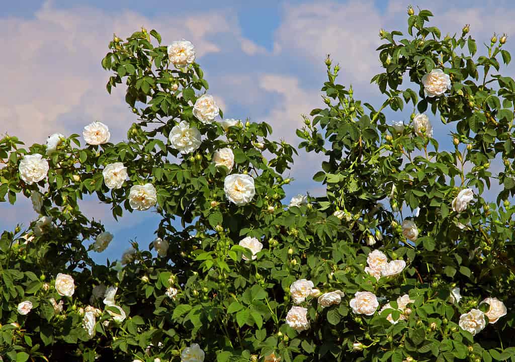 A bush of Alba roses with white flowers growing under blue sky