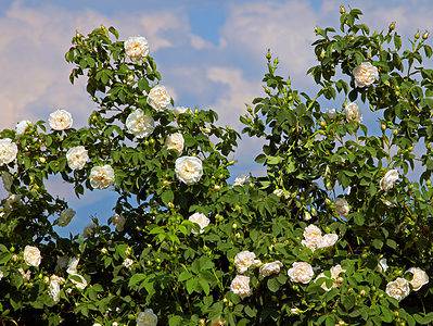 A 10 Types of Pure White Roses