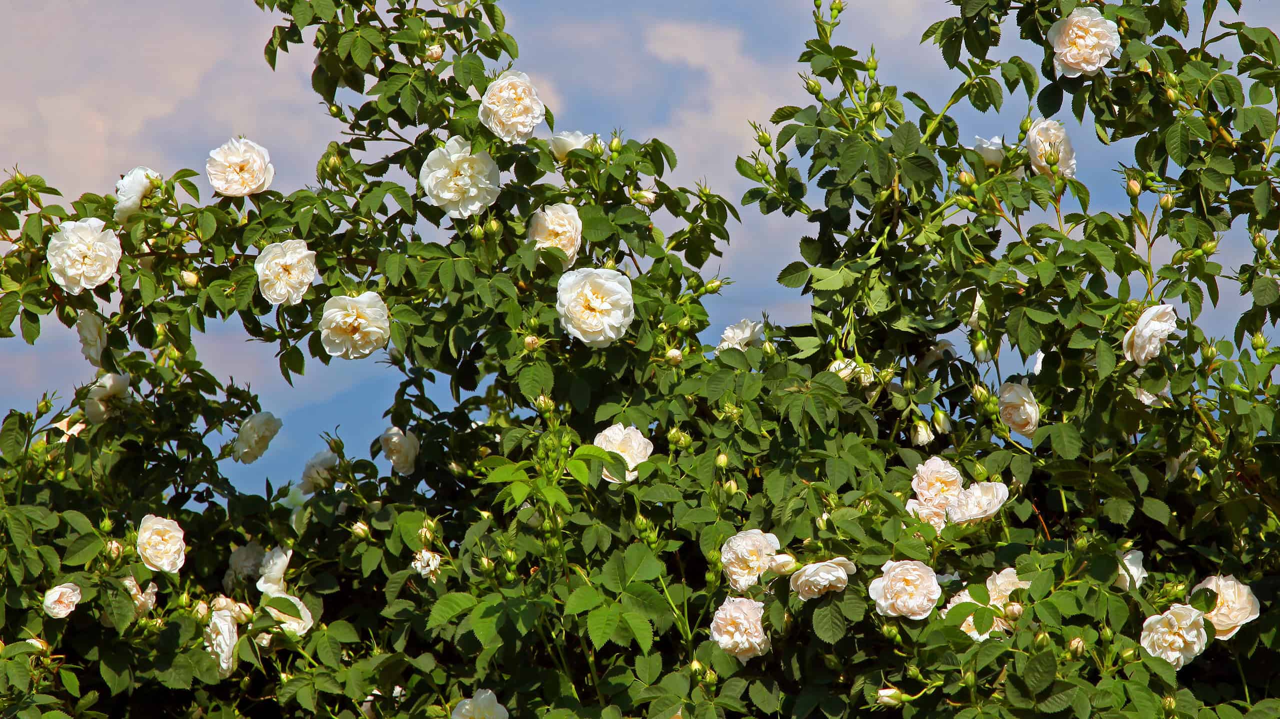 A bush of Alba roses with white flowers growing under blue sky