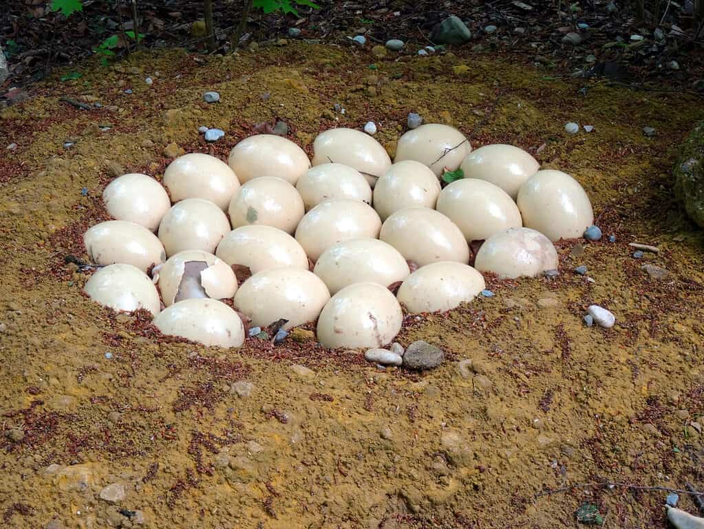 Ostrich Egg Taste Test