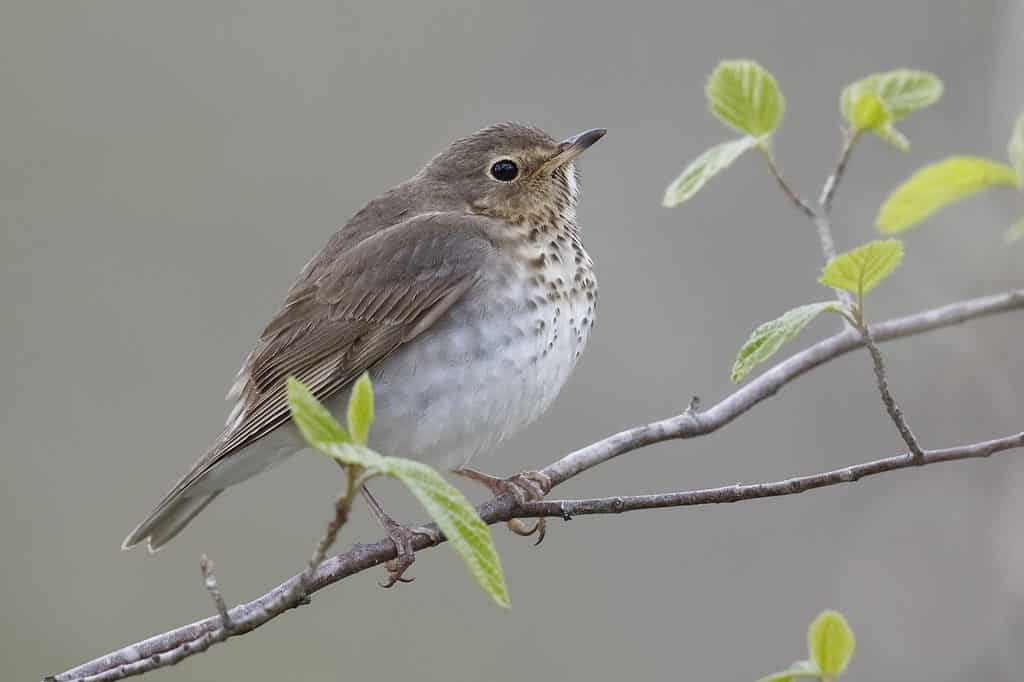 Swainson's thrush