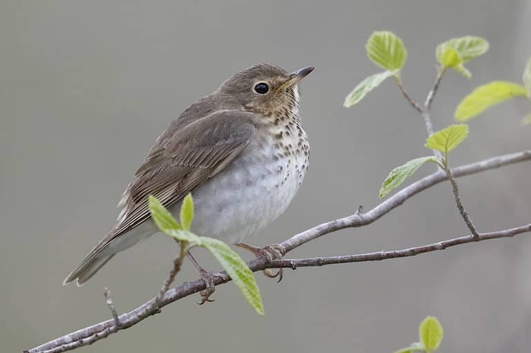 10 Most Common Types of Thrush Birds - A-Z Animals