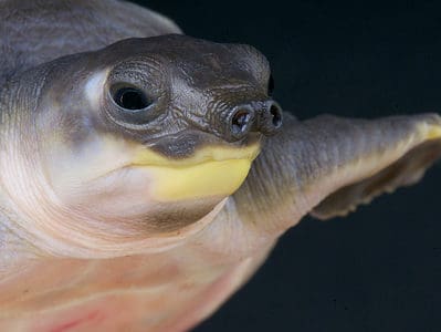 A Pig-Nosed Turtle
