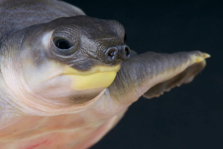 pig-nosed turtle