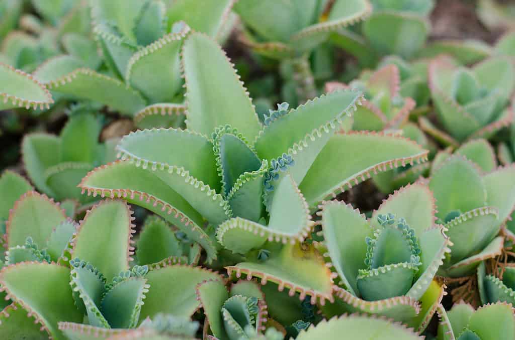 Kalanchoe pinnata plant growing in a garden.