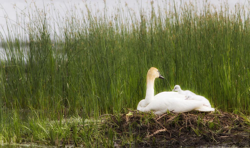 trumpeter swan nest
