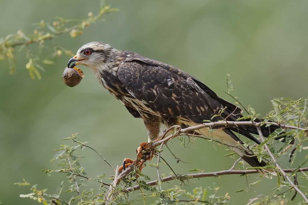 snail kite