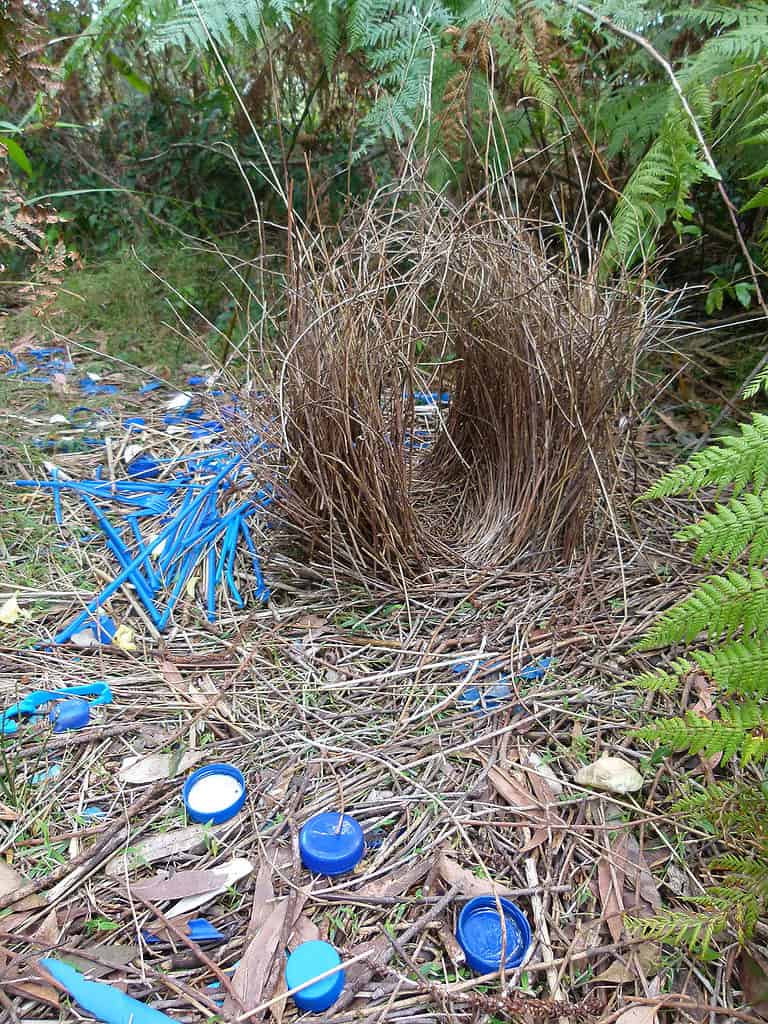 bowerbird nest