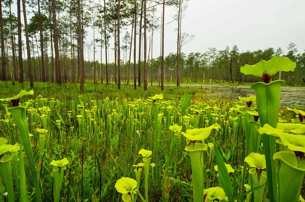 Pitcher Plant, Swamp, Bog, Forest, Green Color