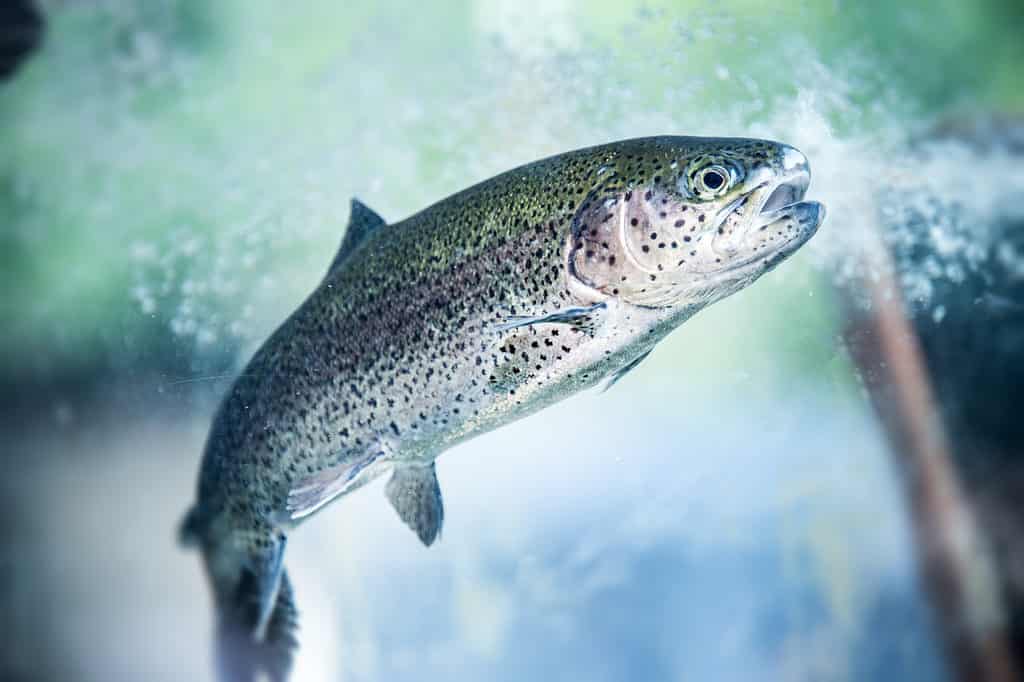  A large rainbow trout.