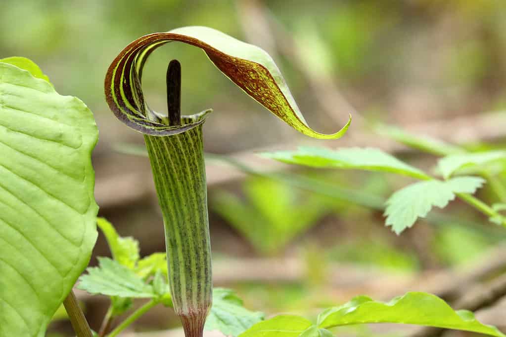 Jack-in-the-Pulpit