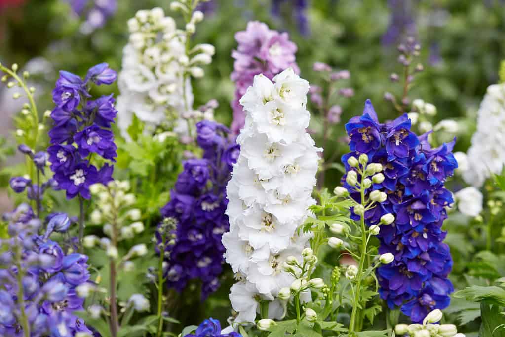 Larkspur flowers, Delphinium elatum in white, purple and blue colors