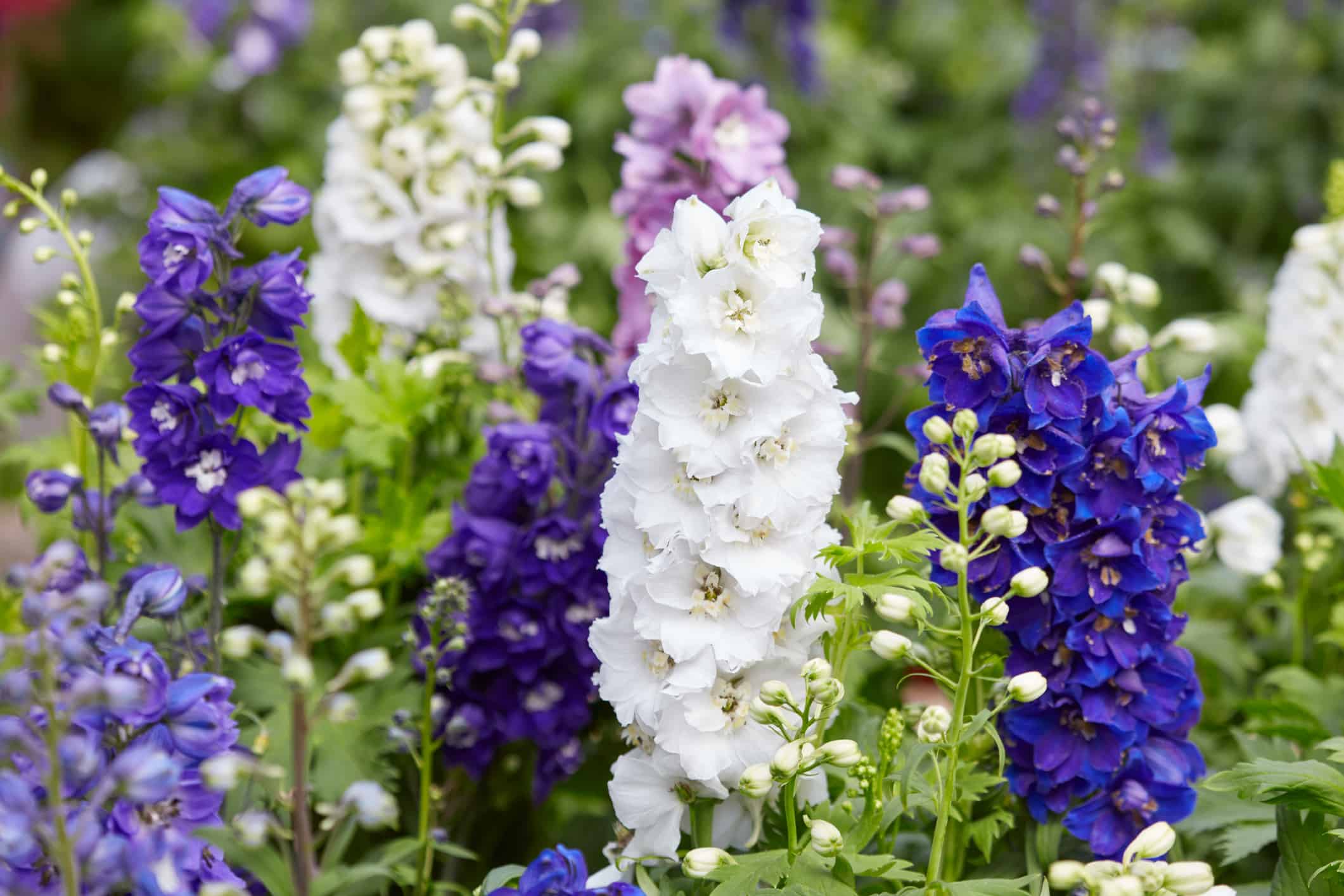 Larkspur flowers, Delphinium elatum in white, purple and blue colors