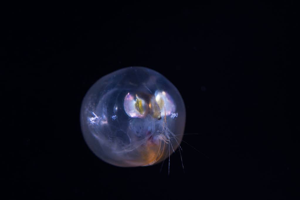 Deep-sea Ostracoda