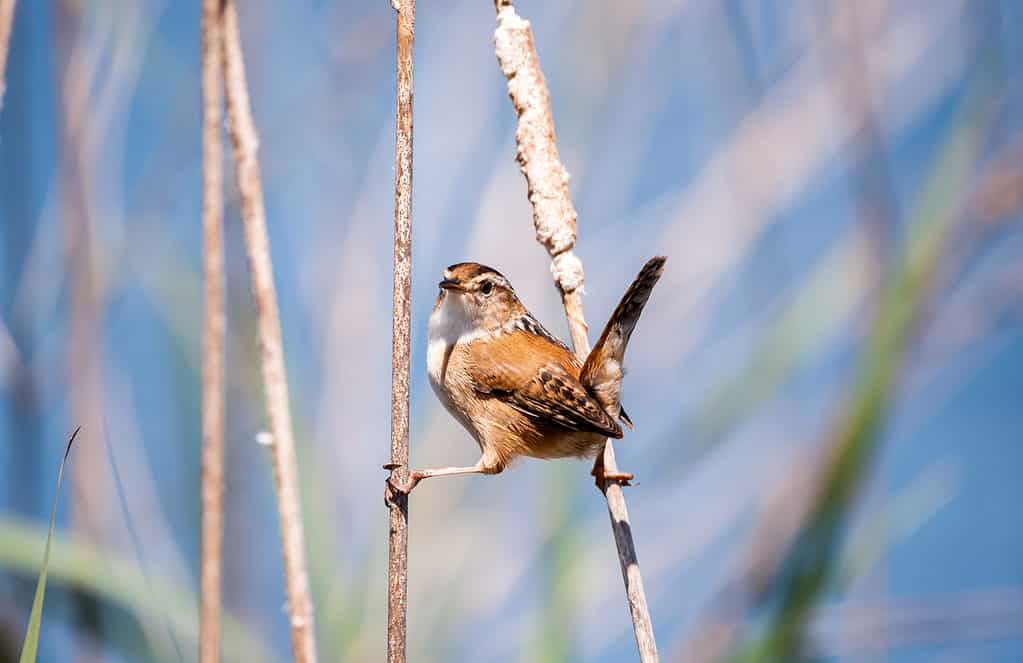 marsh wren