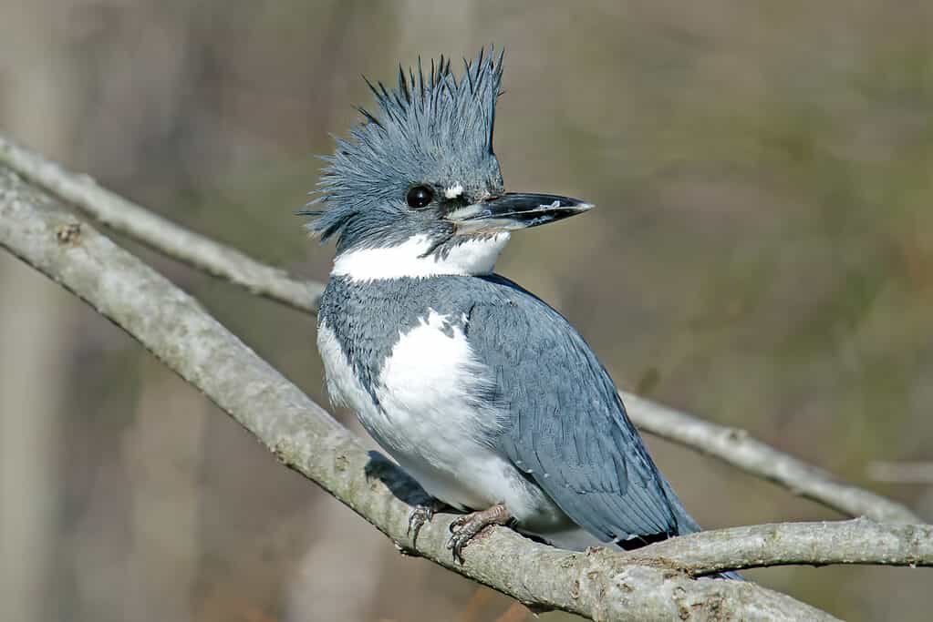 belted kingfisher