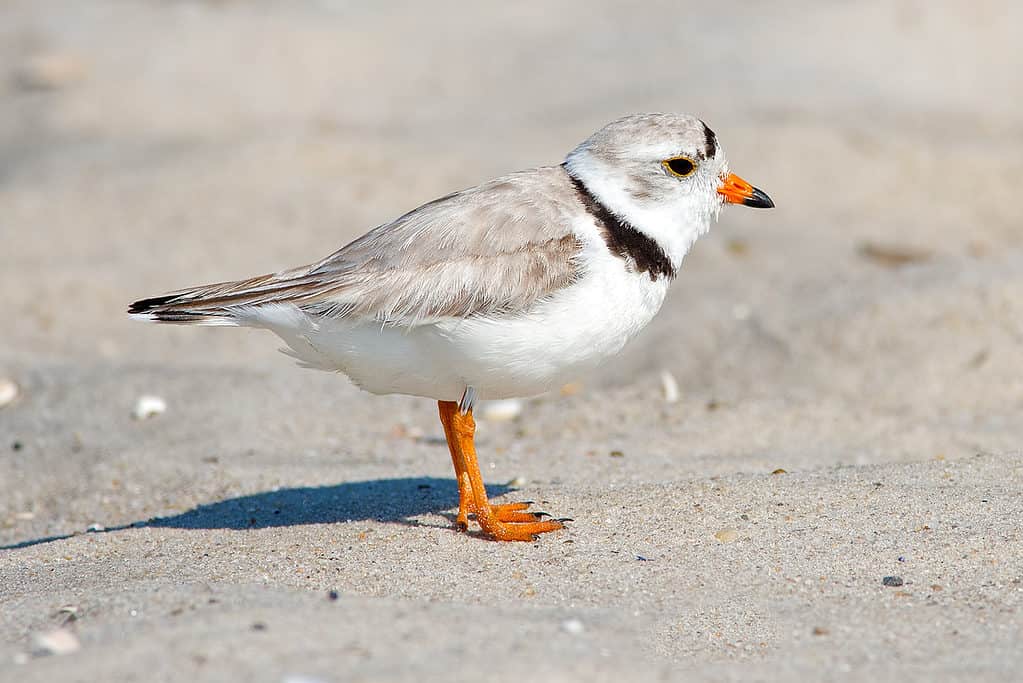 piping plover