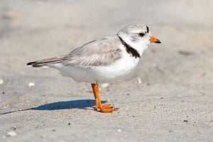 Meet the Piping Plover, the Struggling Shorebird of the Plains photo