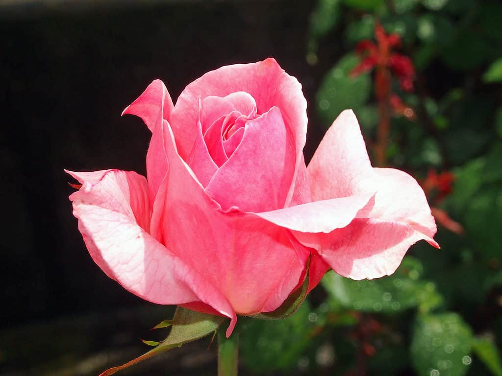 ภาพโคลสอัพของดอกกุหลาบควีนเอลิซาเบธสีชมพู