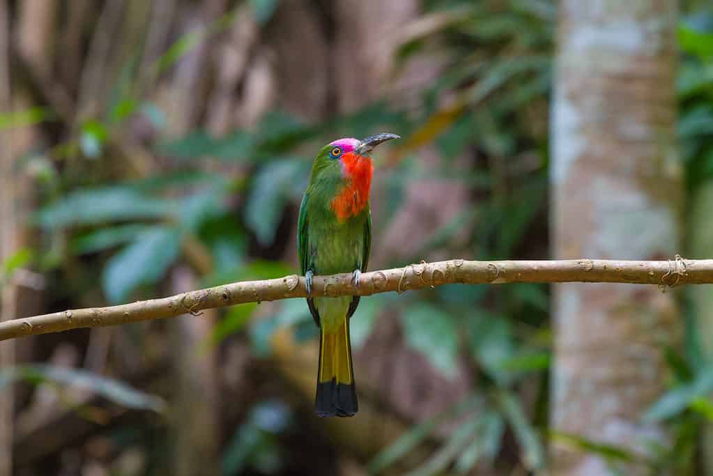 red-bearded bee-eater