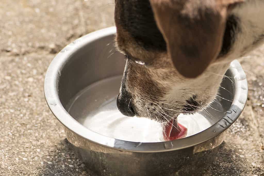 dog drinking water