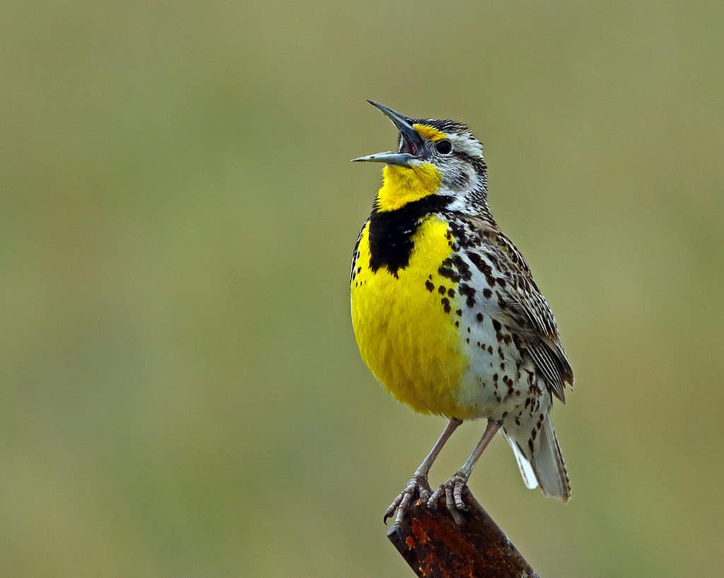 western meadowlark