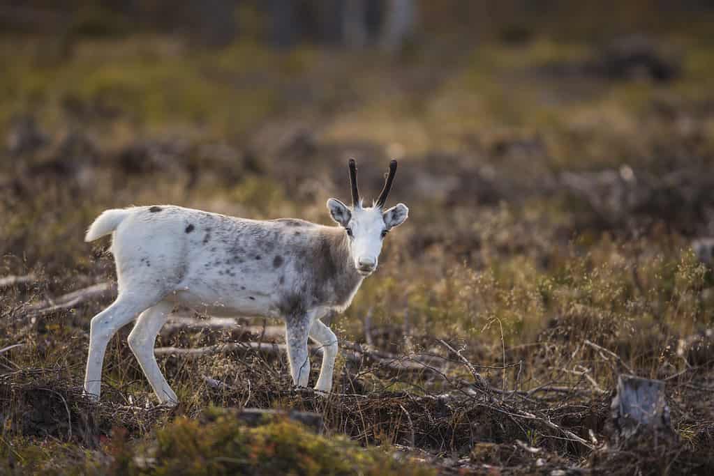 White Reindeer calf or baby