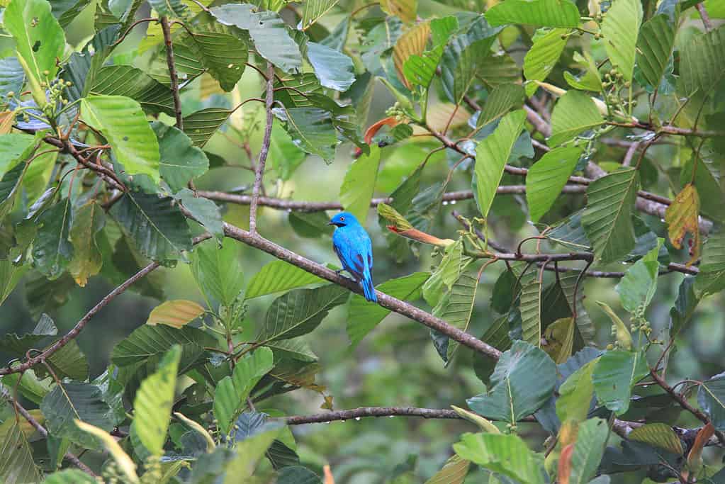 plum-throated cotinga