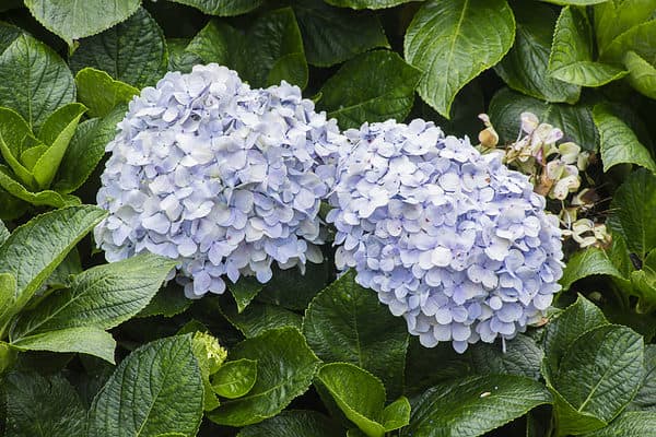 25 Fun and Interesting Facts About Hydrangeas - A-Z Animals