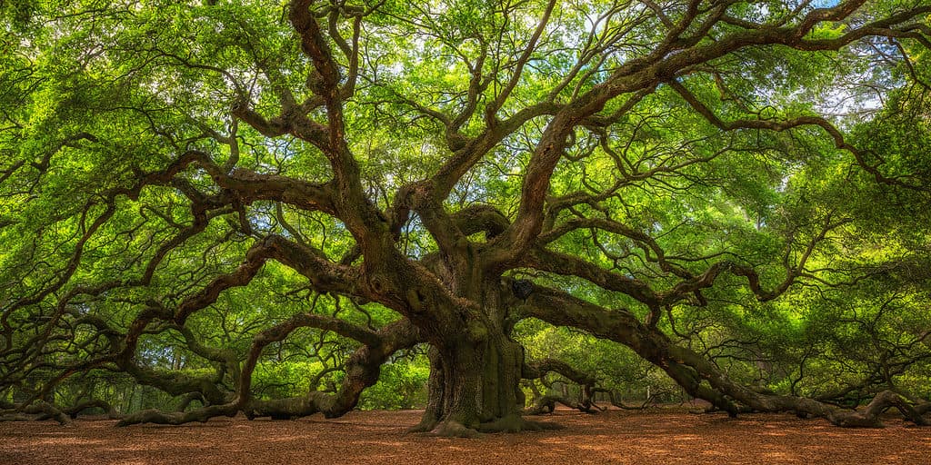 Angel Oak Tree near Charleston South Carolina