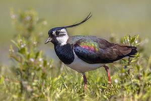 Lapwing: The National Bird of Ireland Picture