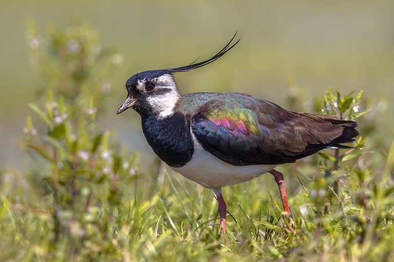 lapwing