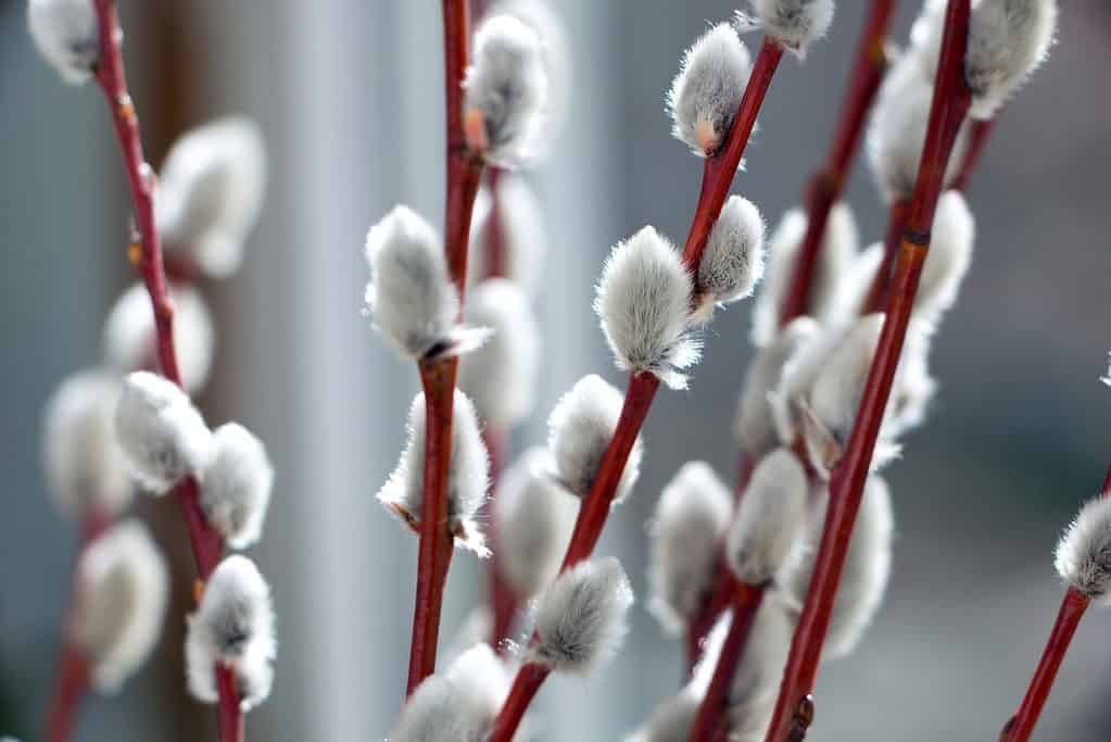 American pussy willow