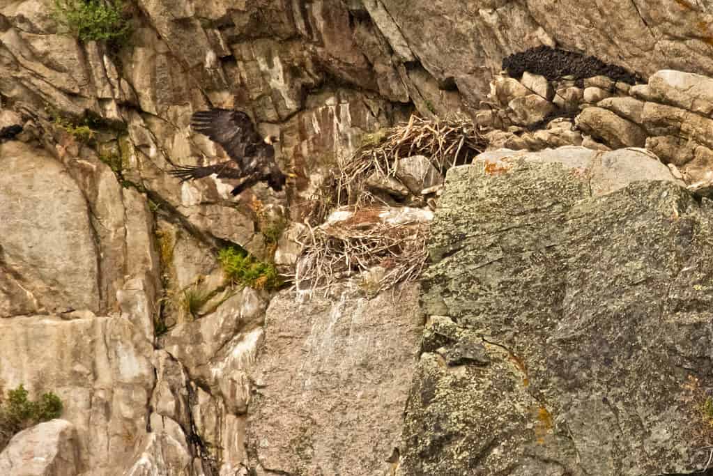 golden eagle nest