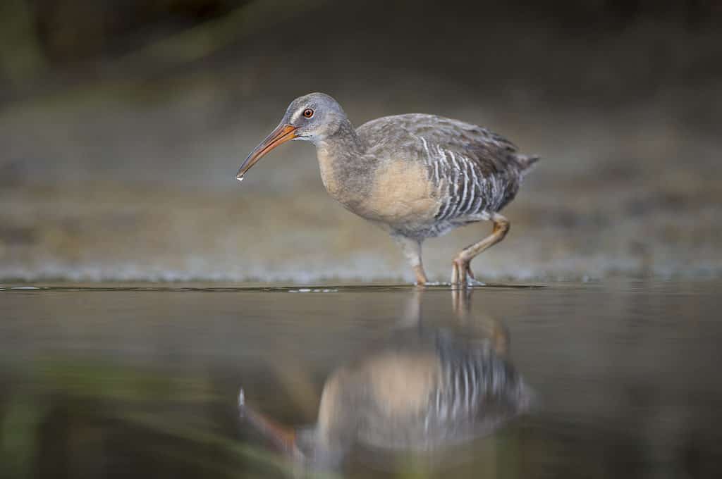 clapper rail