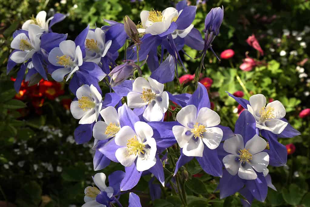 Colorado blue columbine (Aquilegia caerulea)