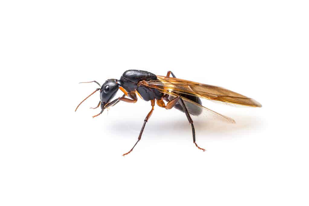 flying ant isolated on white background