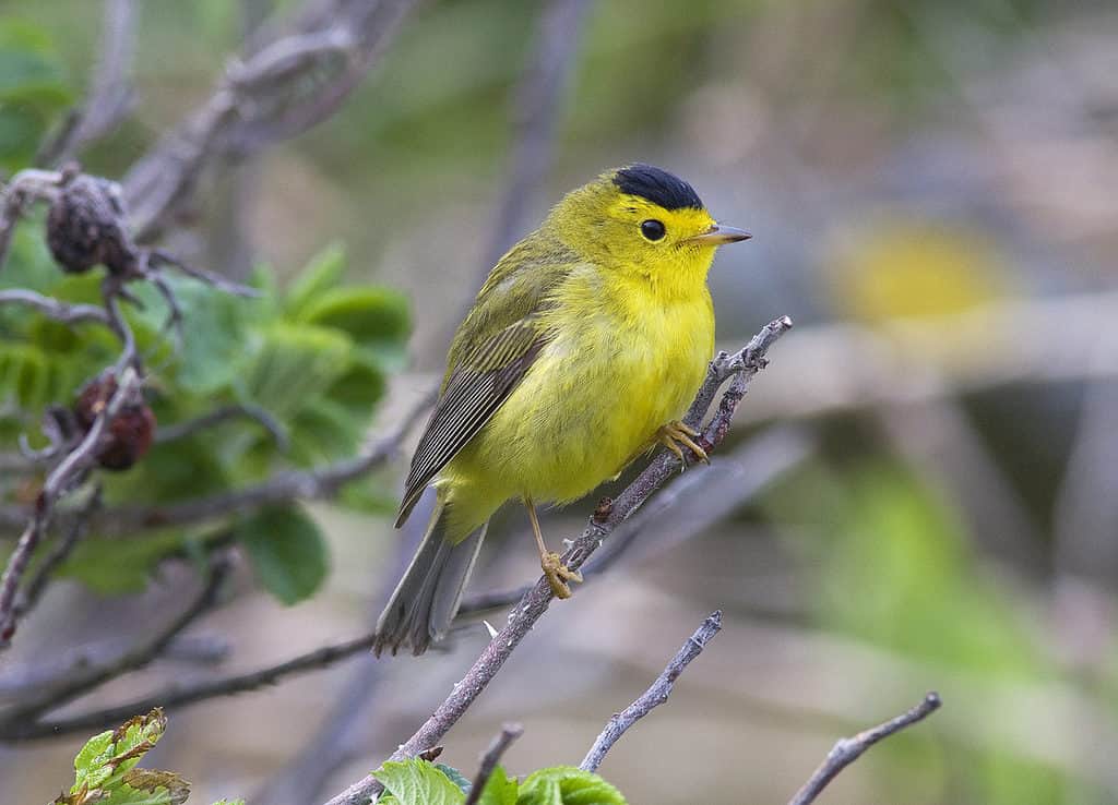 Discover 11 Beautiful Yellow and Black Birds - AZ Animals