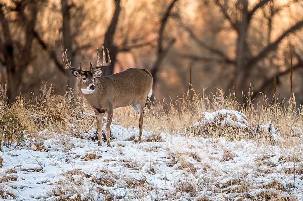 White-tailed deer buck in the snow