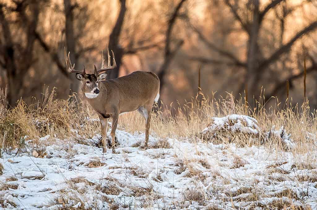 White-tailed deer buck in snow