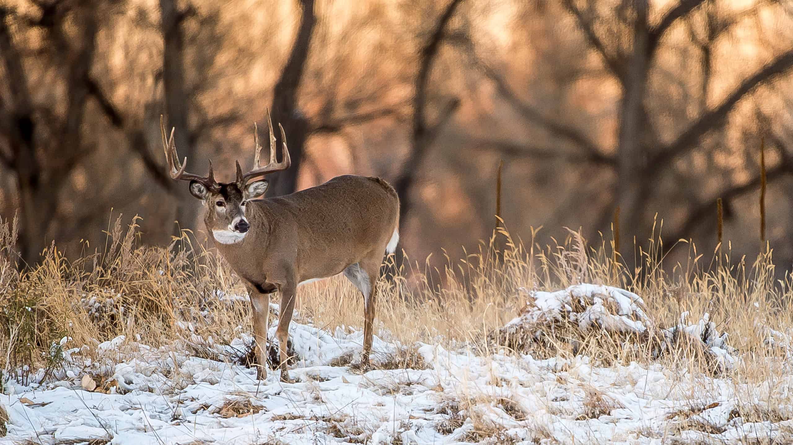 White-tailed deer buck in snow