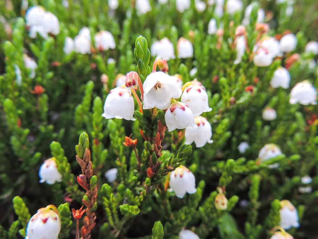 Blossom, Canada, Close-up, Drop, Evergreen Plant